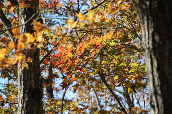 森の黄葉と紅葉