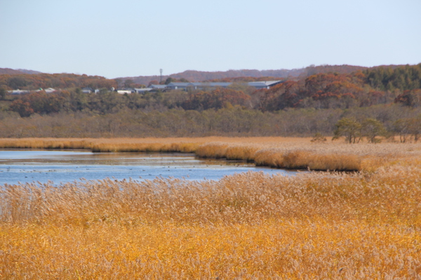 湿原の川岸と秋模様/癒し憩い画像データベース