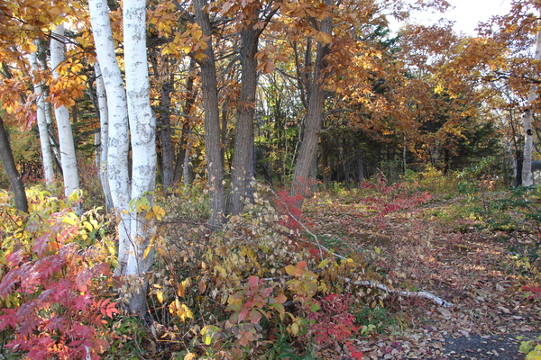紅葉と黄葉の原生林/癒し憩い画像データベース