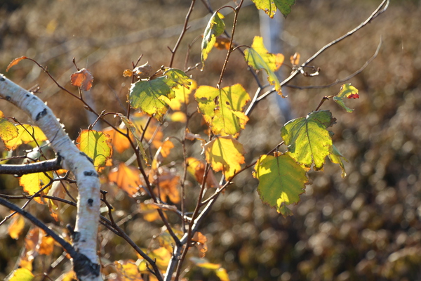 秋陽を受ける白樺の黄葉/癒し憩い画像データベース