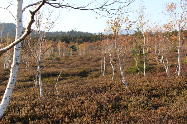 秋模様の原生林/癒し憩い画像データベース