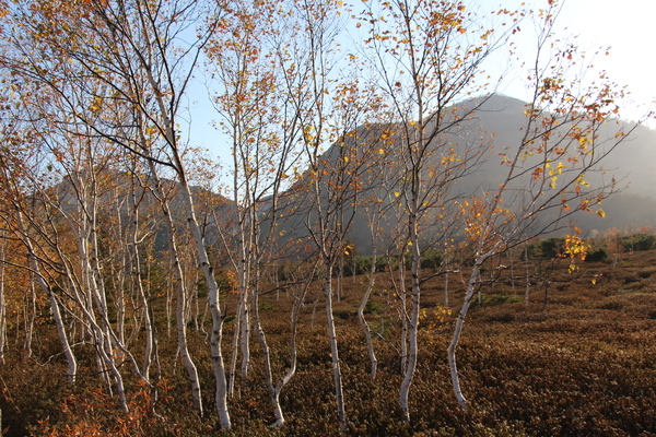 秋の原生林と川湯・硫黄山