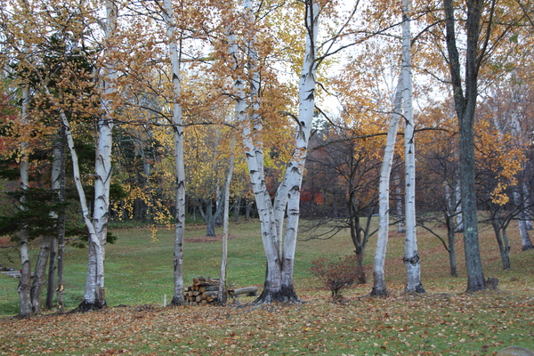 秋の白樺の森