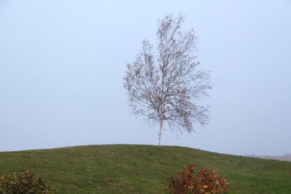 秋の霧雨に煙る「新栄の丘」の白樺
