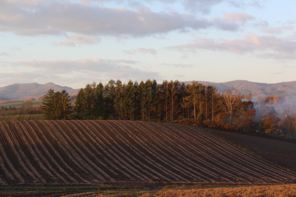 秋の「新栄の丘」の畑と朝景