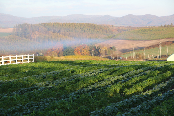 秋の「新栄の丘」の畑と朝煙