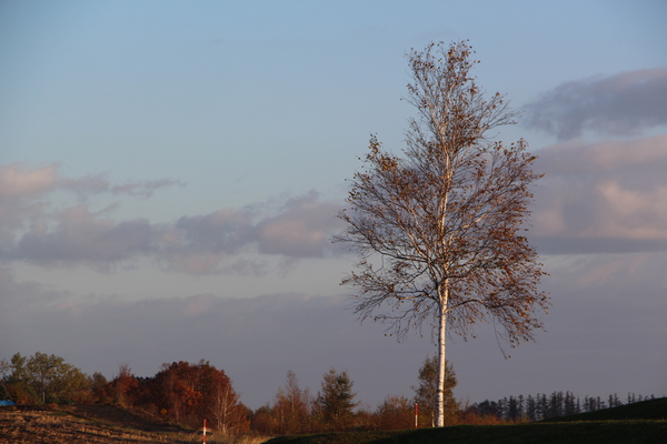 秋の「新栄の丘」の白樺と朝景
