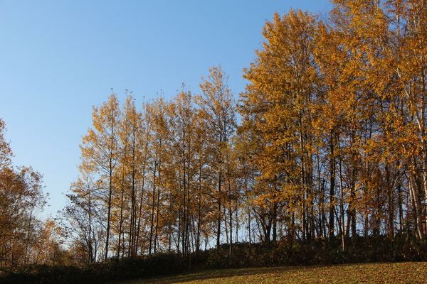 「三愛の丘」の秋模様