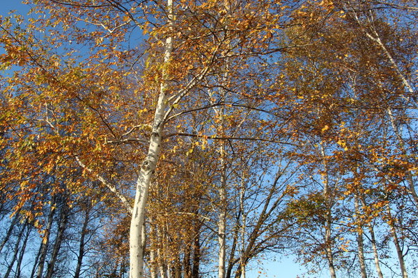 秋の「三愛の丘」の黄葉