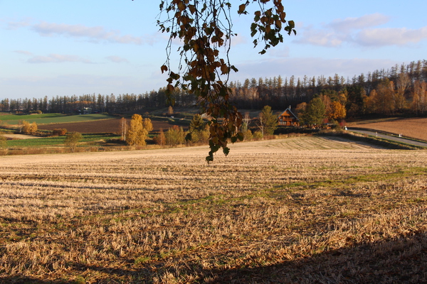 秋の「三愛の丘」黄葉と畑