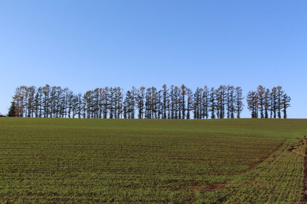 青空と「マイルドセブンの丘」/癒し憩い画像データベース