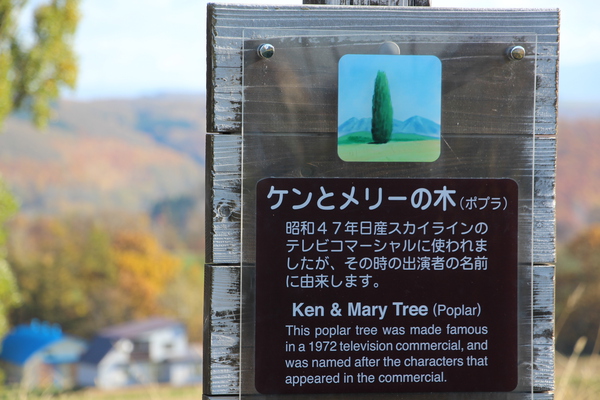 秋の美瑛「ケンとメリーの木」説明板