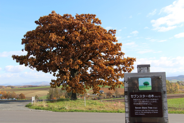 秋・紅葉期の美瑛「セブンスターの木」と説明版/癒し憩い画像データベース