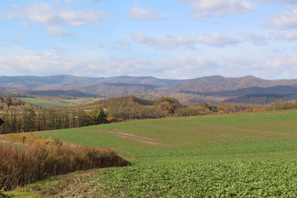 秋の美瑛「田園と丘」