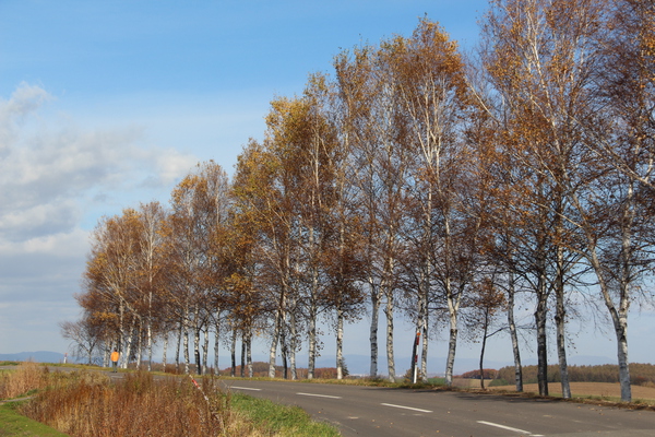 ���֥͡���ޥ����ڡ�/�����Ƥ������ǡ����١���