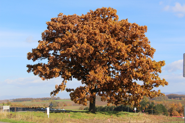 秋・紅葉期の美瑛「セブンスターの木」/癒し憩い画像データベース