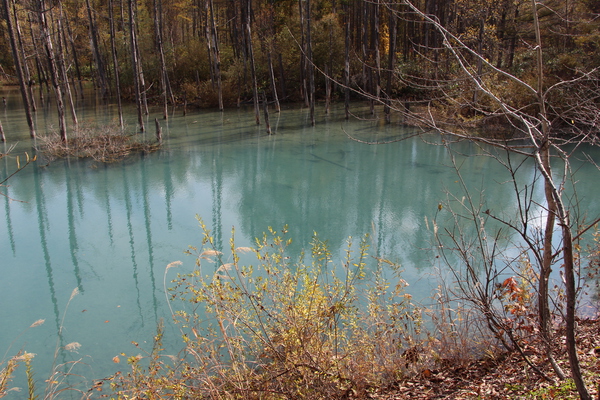 秋の美瑛「青い池」/癒し憩い画像データベース