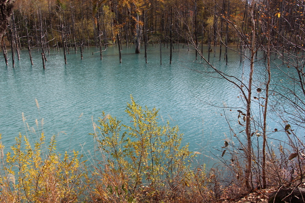 秋の美瑛「青い池」/癒し憩い画像データベース