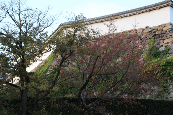 秋の姫路城「紅葉と石垣」