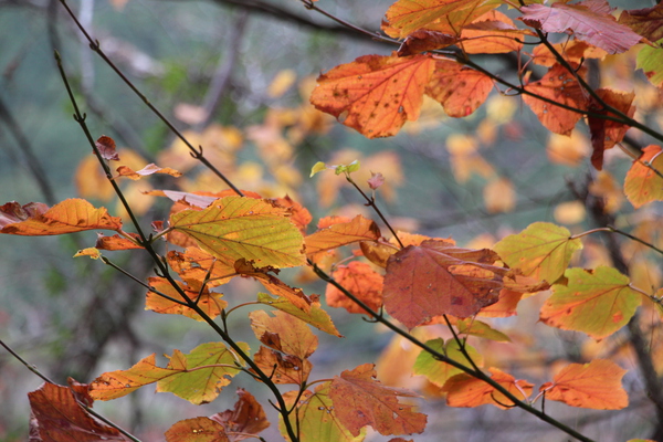 秋の紅葉/癒し憩い画像データベース