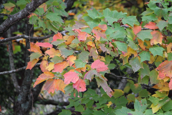 カエデの秋模様/癒し憩い画像データベース
