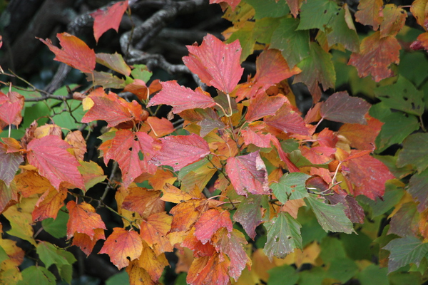 小豆島「寒霞渓」の紅葉/癒し憩い画像データベース