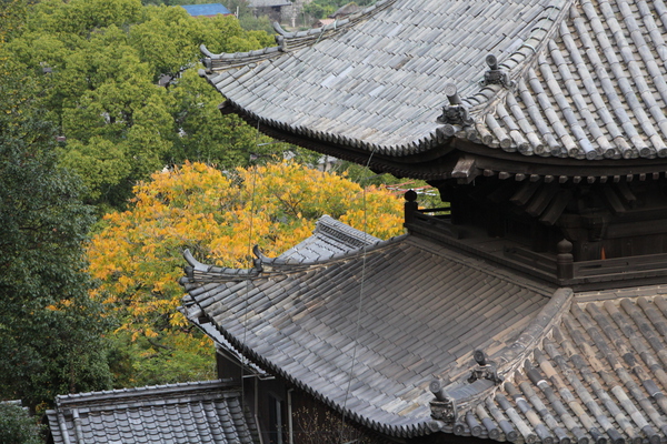 秋の尾道・天寧寺「三重塔の屋根と黄葉」/癒し憩い画像データベース