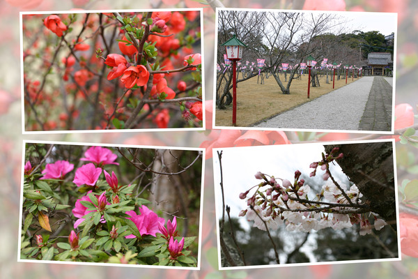 早春の平戸「亀岡公園と亀岡神社」