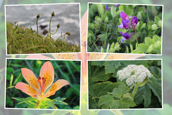 新緑期の襟裳岬「いろいろな色の野草たち」