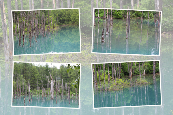 新緑期の美瑛「青い池」の「枯れ立木」