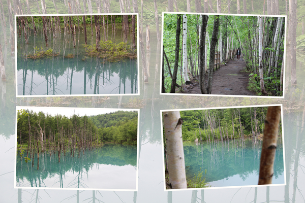 新緑期の美瑛「青い池」