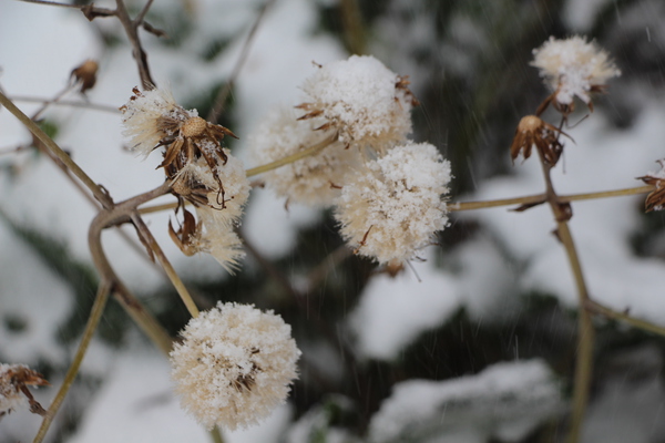 雪を被ったツワブキの綿毛/癒し憩い画像データベース