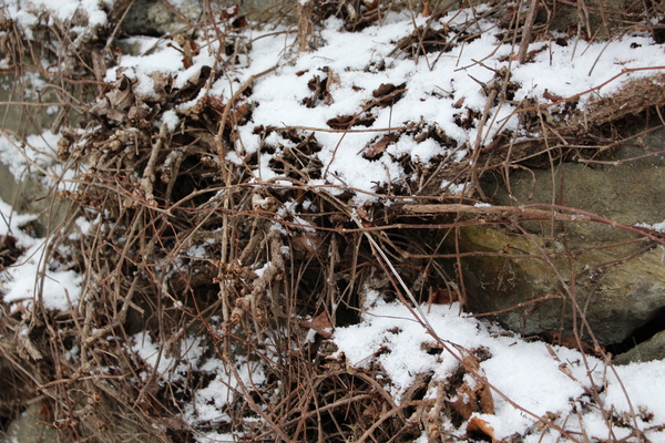 積雪とツタの冬/癒し憩い画像データベース