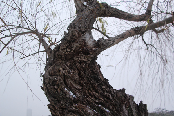 ヤナギの冬木立/癒し憩い画像データベース