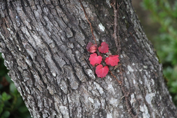 松の幹を這うツタの紅葉/癒し憩い画像データベース