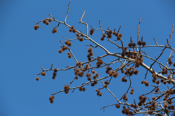 冬の青空に映えるモミジバフウの実たち 癒し憩い画像データベース 2804