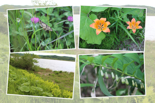 新緑期の「釧路湿原の植物たち」