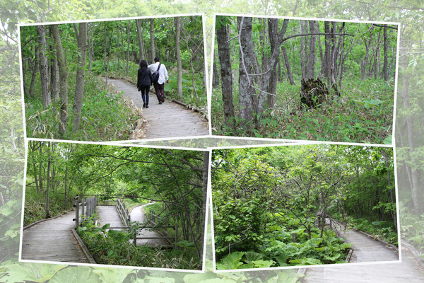 新緑期の釧路湿原「木道の遊歩道と原生林」