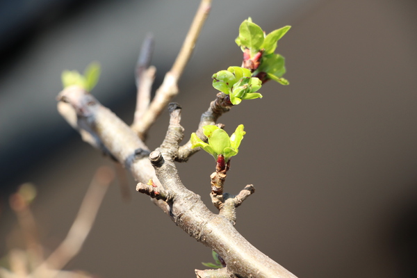 ヒメリンゴの若葉/癒し憩い画像データベース
