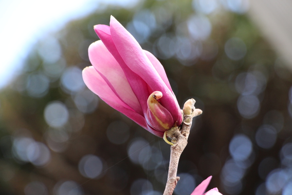 アカモクレンの開花/癒し憩い画像データベース