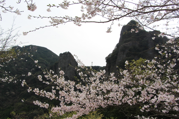 乳待坊の岩柱と桜
