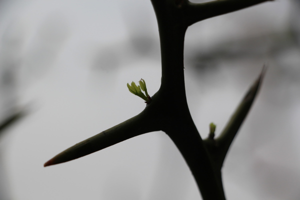 カラタチの若葉/癒し憩い画像データベース