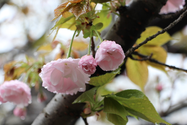 サクラ「一葉」の雨滴と開花