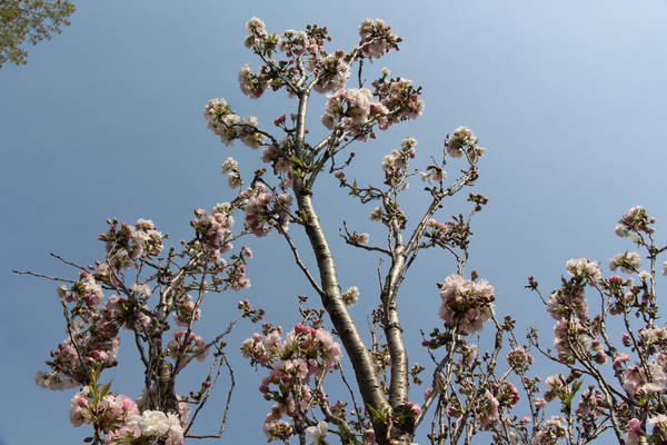 満開の桜「天の川」