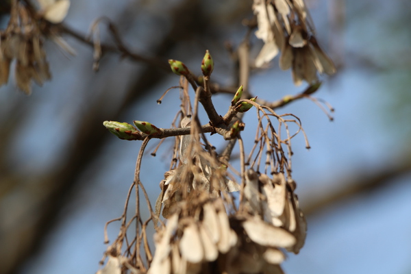 冬を越したトウカエデの翼果と春の芽吹き