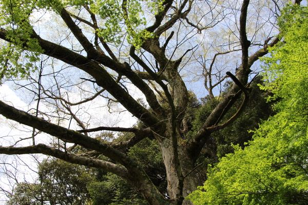 春の富貴寺の古木「イチョウ」