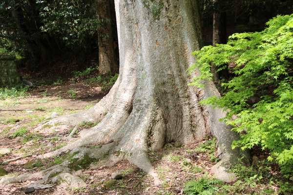 春の富貴寺「古木の幹と根」