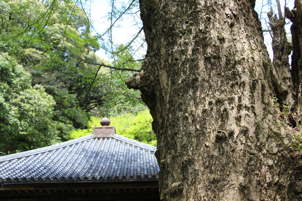 春の富貴寺「イチョウの幹」