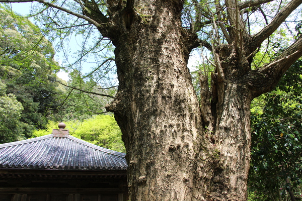 春の富貴寺「古木と宝形造りの屋根」