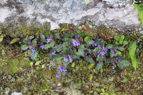 石段そばで咲いた紫の野草